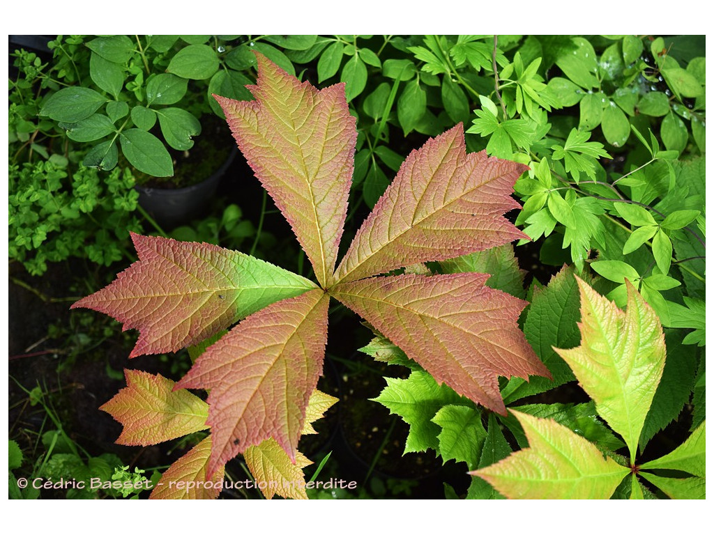 RODGERSIA PODOPHYLLA 'CROW LEAF'