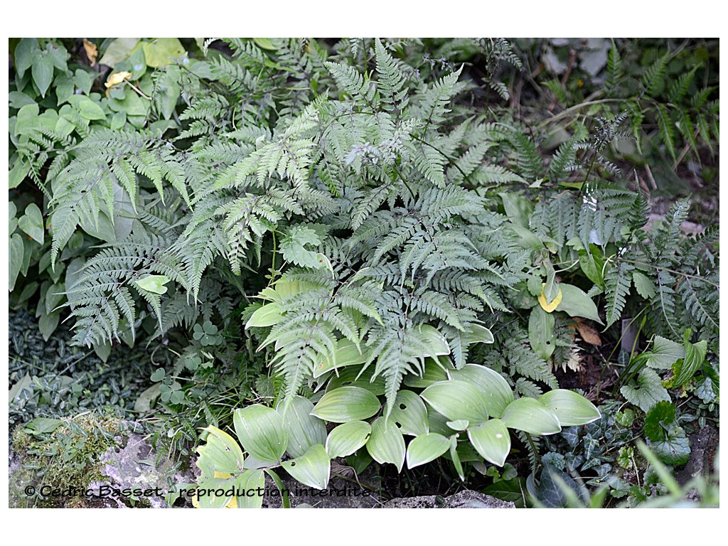 ATHYRIUM NIPONICUM CBJP996