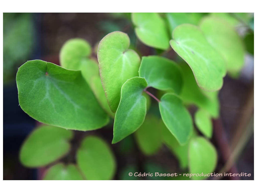 EPIMEDIUM 'MAKING WAVES'