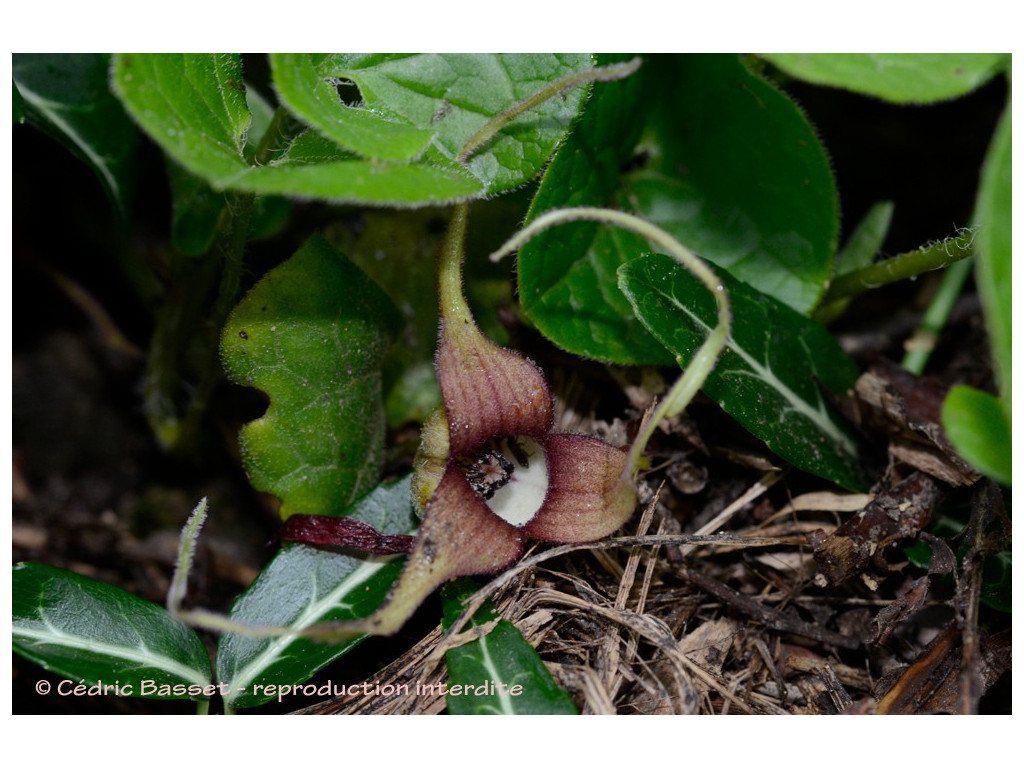 ASARUM CAUDATUM 'LITTLE MURPHY'