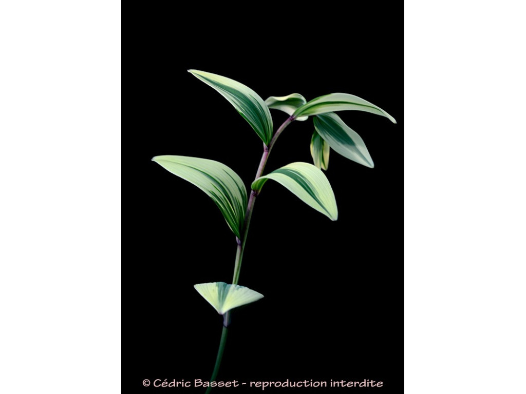 POLYGONATUM ODORATUM 'KABAYA NISHIKI' POLYGONATUM ODORATUM 'KABAYA NISHIKI'