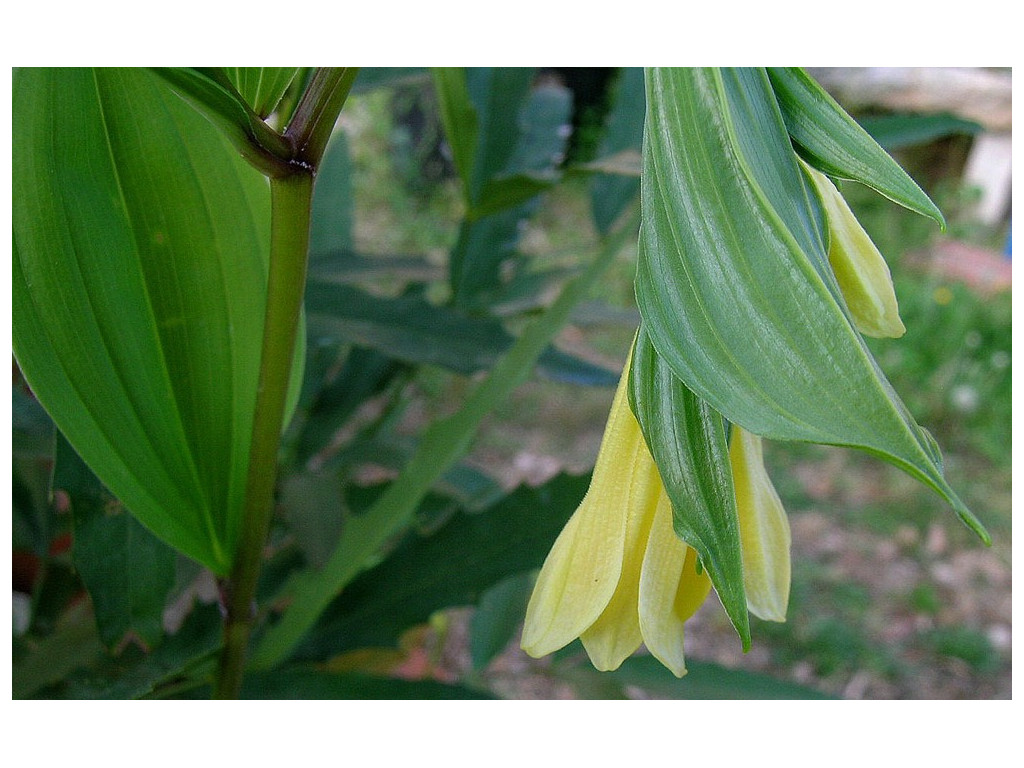 DISPORUM FLAVENS CBKR1416 DISPORUM FLAVENS CBKR1416