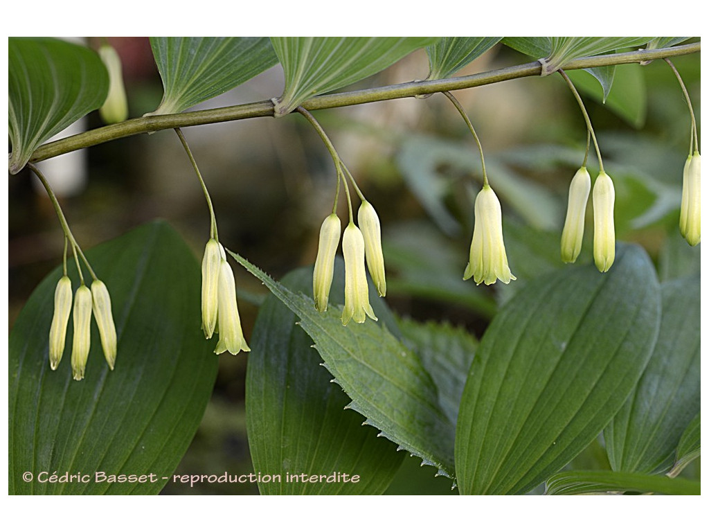POLYGONATUM PUBESCENS US2396 POLYGONATUM PUBESCENS US2396