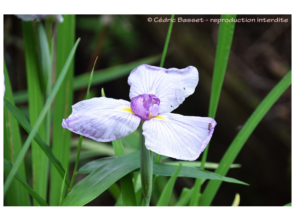 IRIS ENSATA 'SAMURAI'