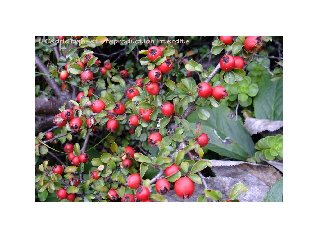 COTONEASTER aff.NANSHAN CBCH550