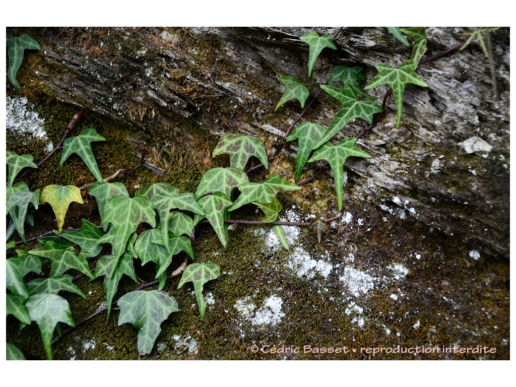 HEDERA RHOMBEA var.FORMOSANA CMBTW1567