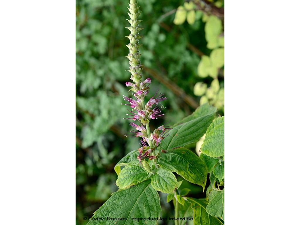 LEUCOSCEPTRUM STELLIPILUM var.FORMOSANUM