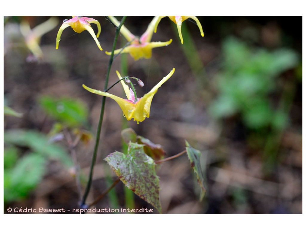 EPIMEDIUM 'SONGBIRDS'