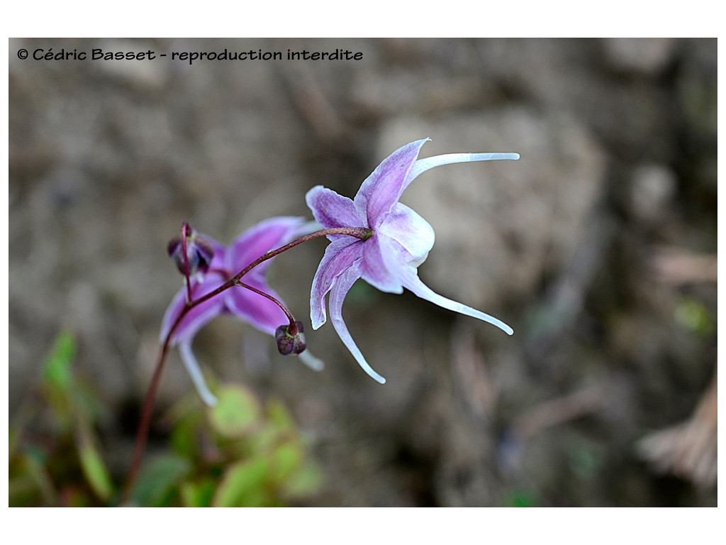 EPIMEDIUM 'MYOJO'