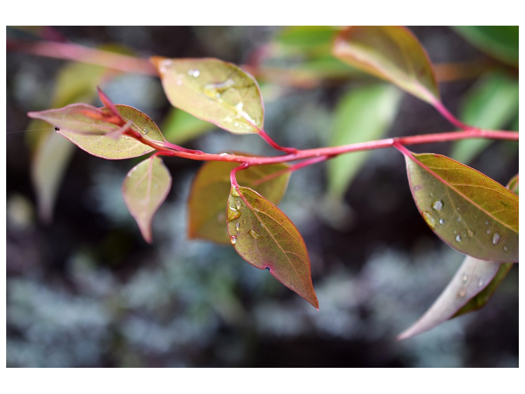 LINDERA PRAECOX