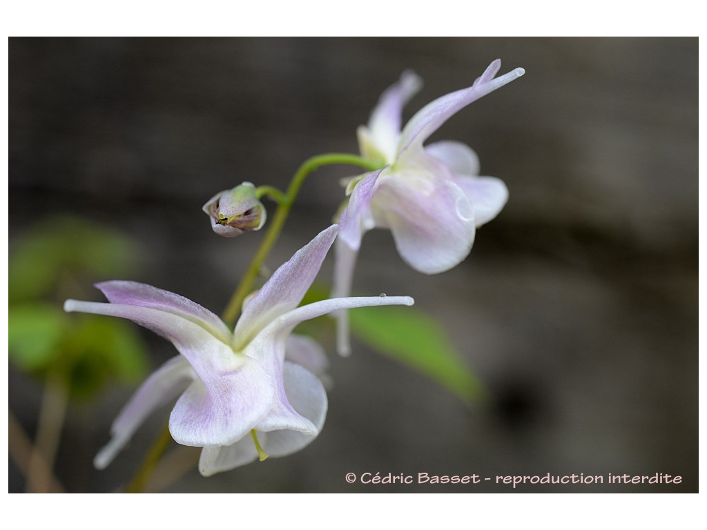 EPIMEDIUM 'BENIGOROMO'