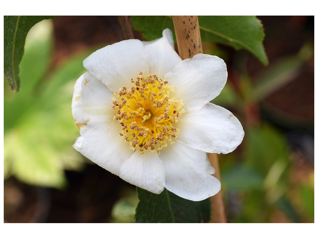 CAMELLIA YUNNANENSIS