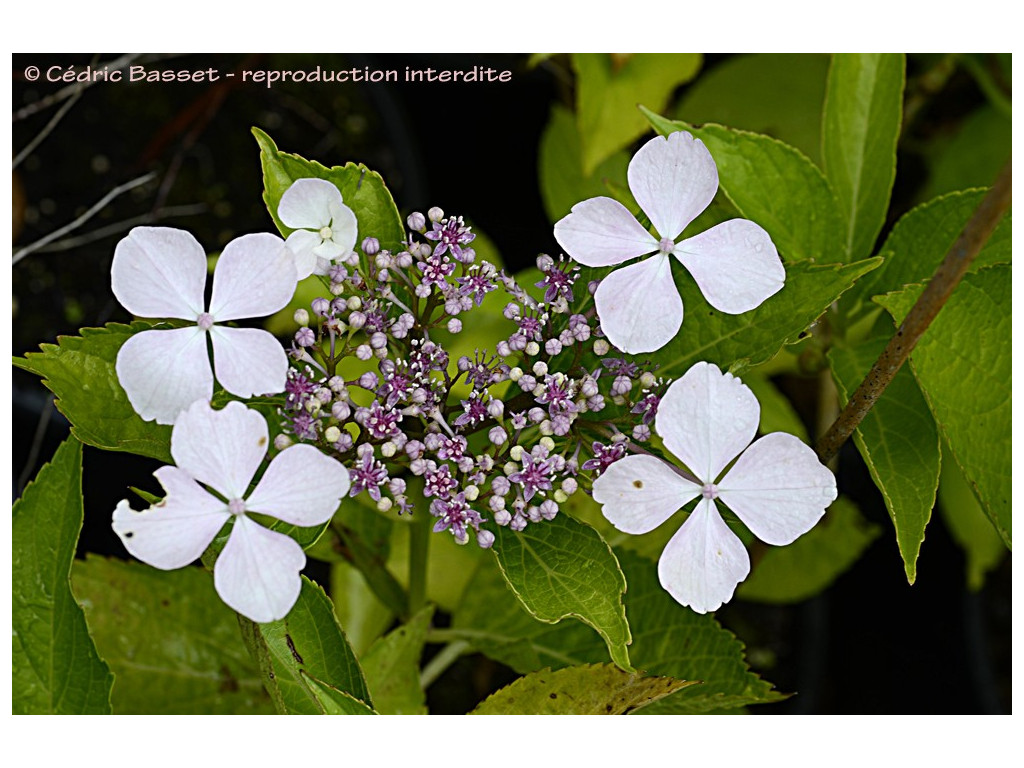 HYDRANGEA MACROPHYLLA f.NORMALIS JP889 HYDRANGEA MACROPHYLLA f.NORMALIS JP889
