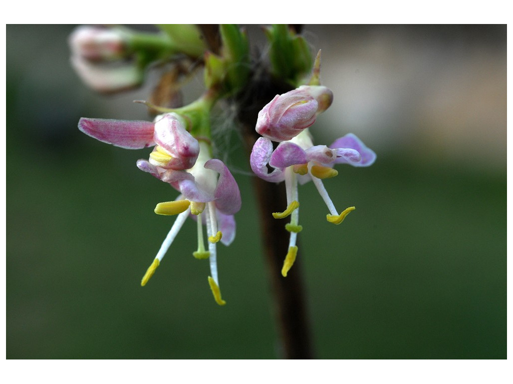 LONICERA STANDISHII 'BUDAPEST'