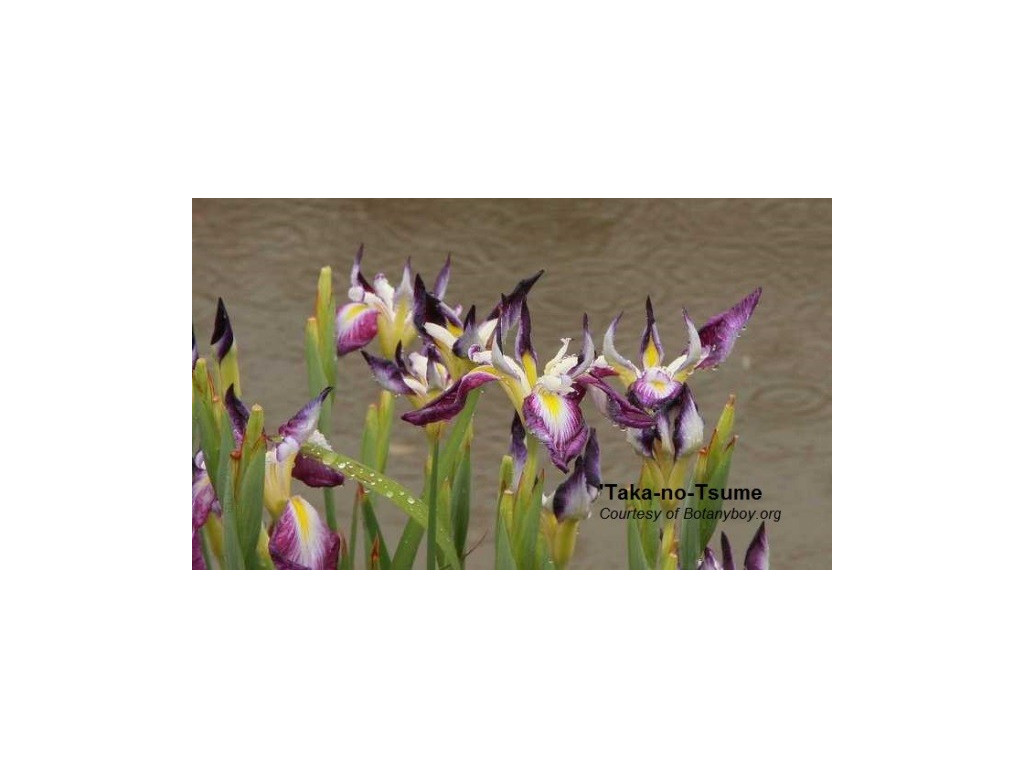 IRIS ENSATA 'TAKA-NO-TSUME'