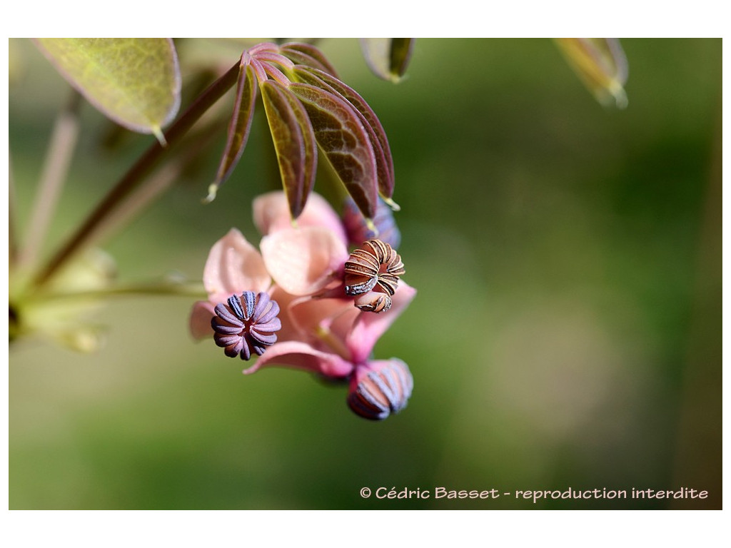 AKEBIA QUINATA 'PERLE DE ROSéE'