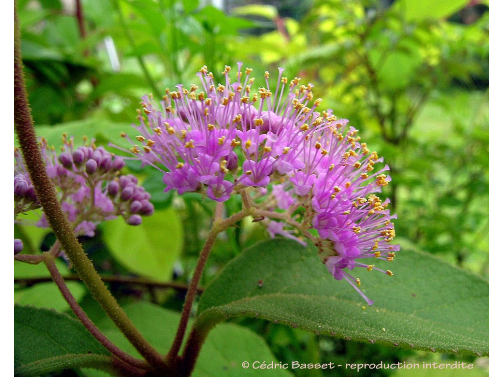 CALLICARPA FORMOSANA CBTW1620