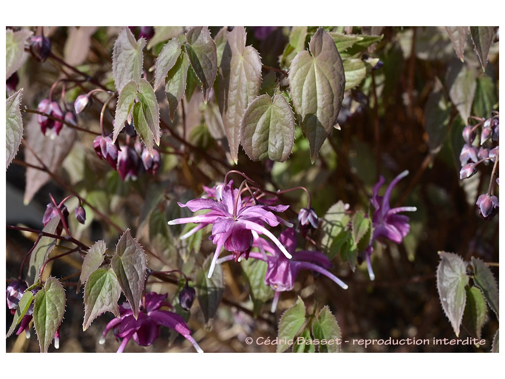 EPIMEDIUM GRANDIFLORUM 'CIRCE' cc950244