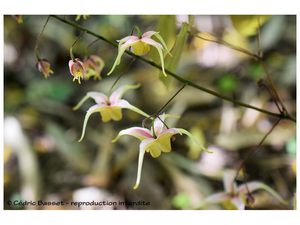 EPIMEDIUM 'SAM TAYLOR'