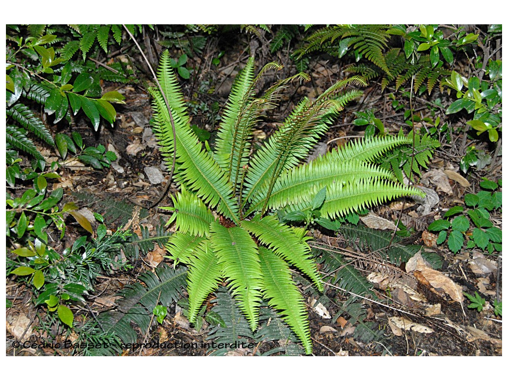 BLECHNUM NIPPONICUM