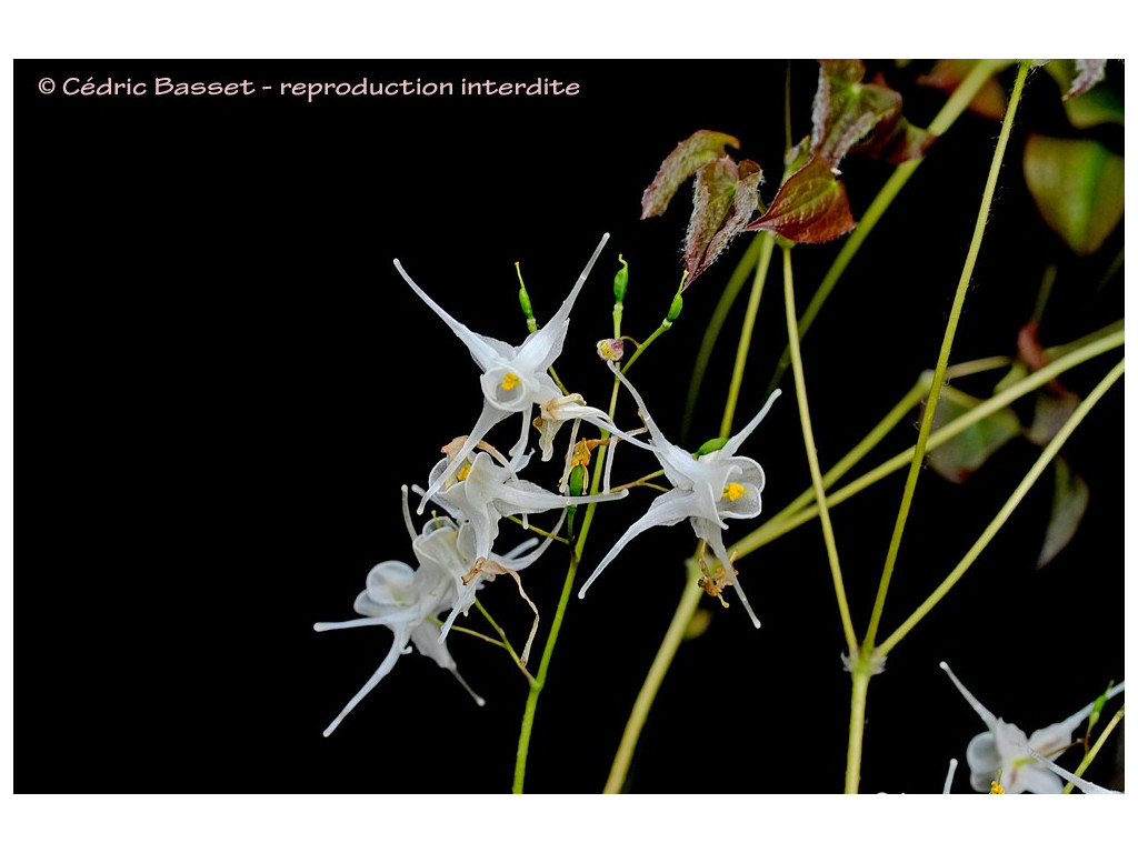 EPIMEDIUM SEMPERVIRENS 'OKUDA'S WHITE'