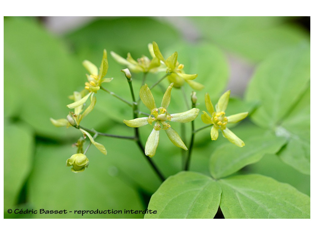 CAULOPHYLLUM ROBUSTUM