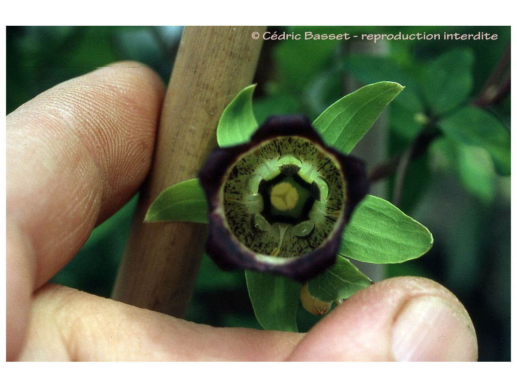 CODONOPSIS USSURIENSIS CODONOPSIS USSURIENSIS