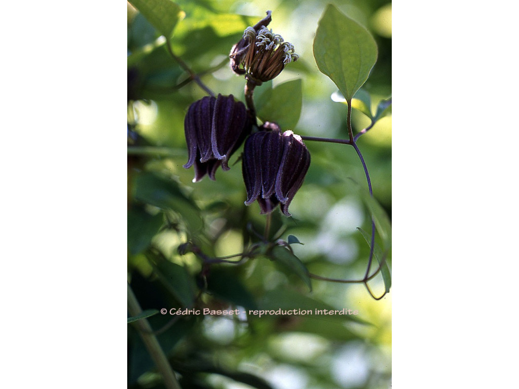 CLEMATIS FUSCA