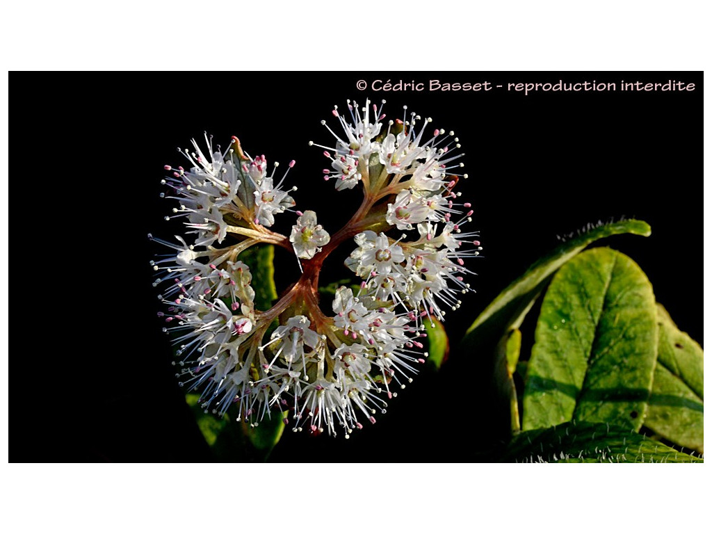 CHRYSOSPLENIUM MACROPHYLLUM