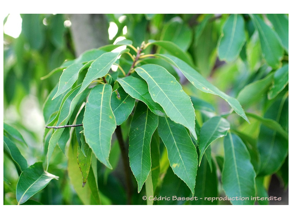 QUERCUS MYRSINIFOLIA