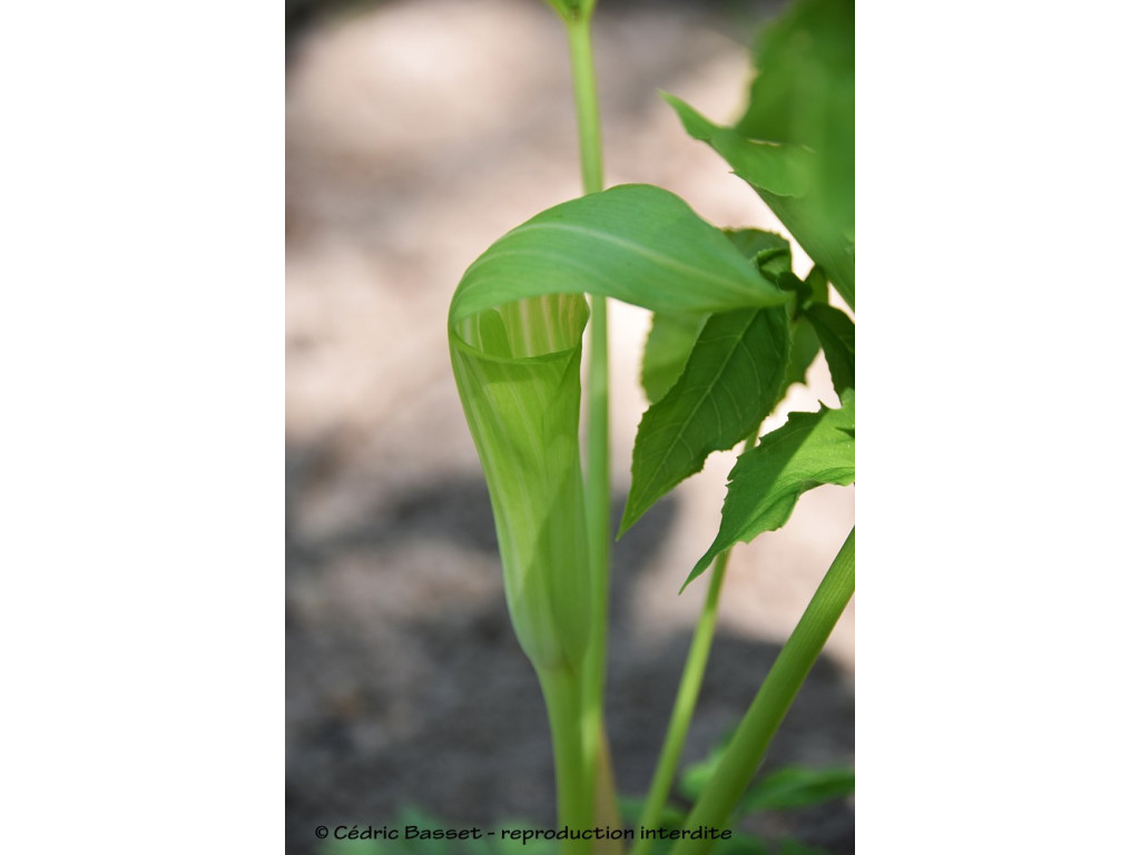 ARISAEMA sp.Chine