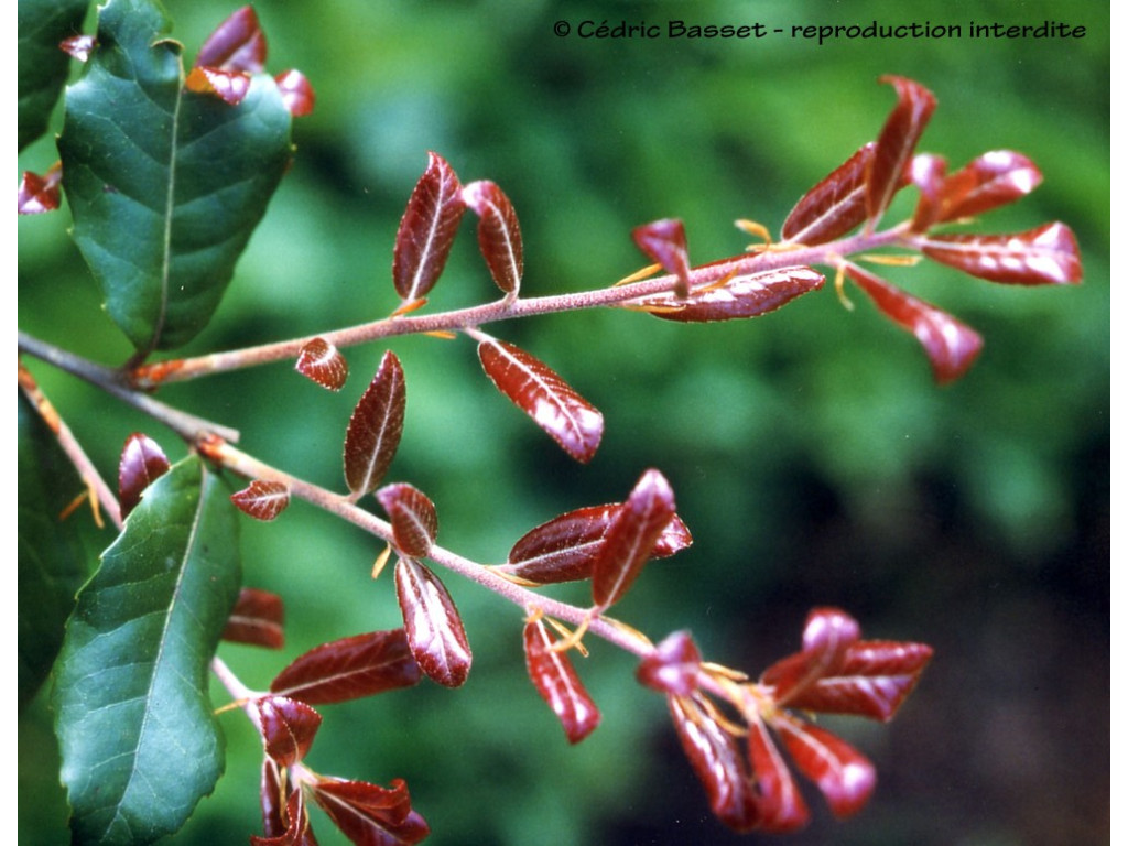 QUERCUS PHILLYREOIDES