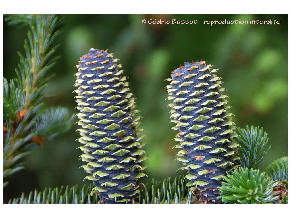 ABIES FRASERI ABIES FRASERI