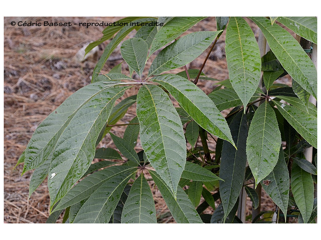 AESCULUS WILSONII