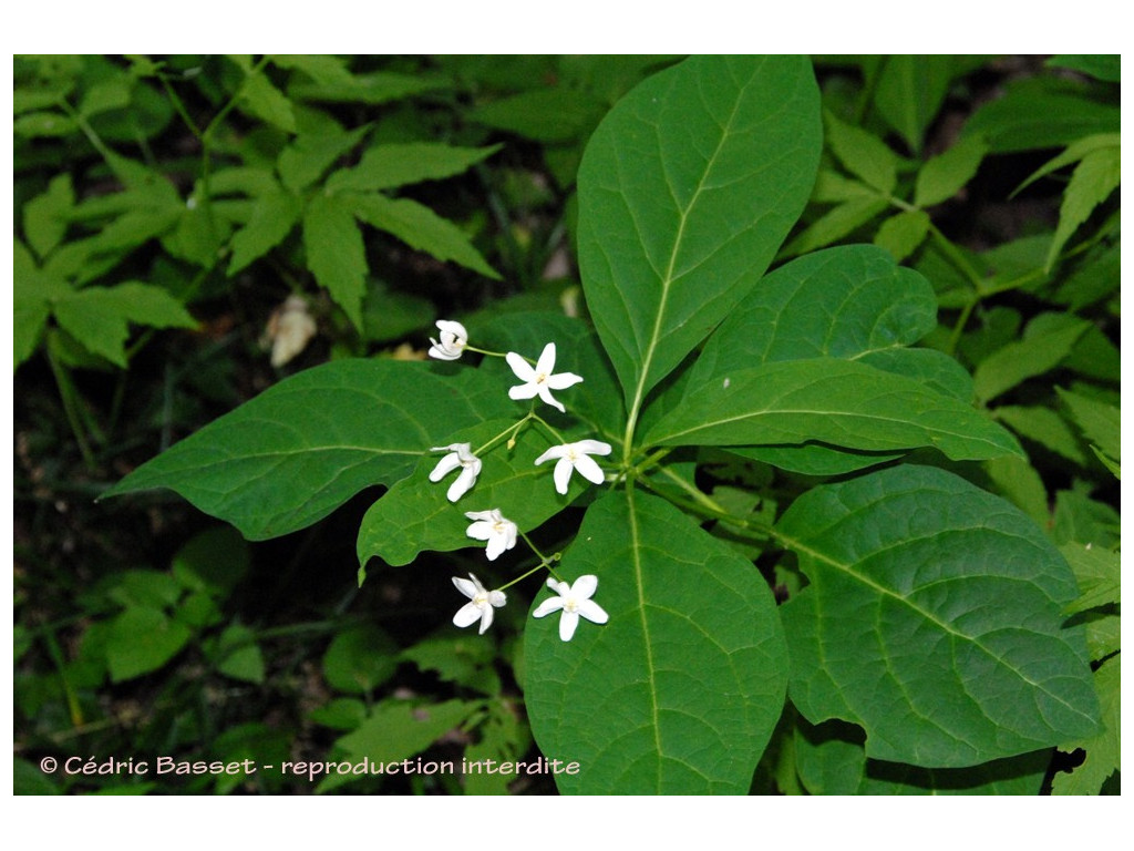 CYNANCHUM ASCYRIFOLIUM