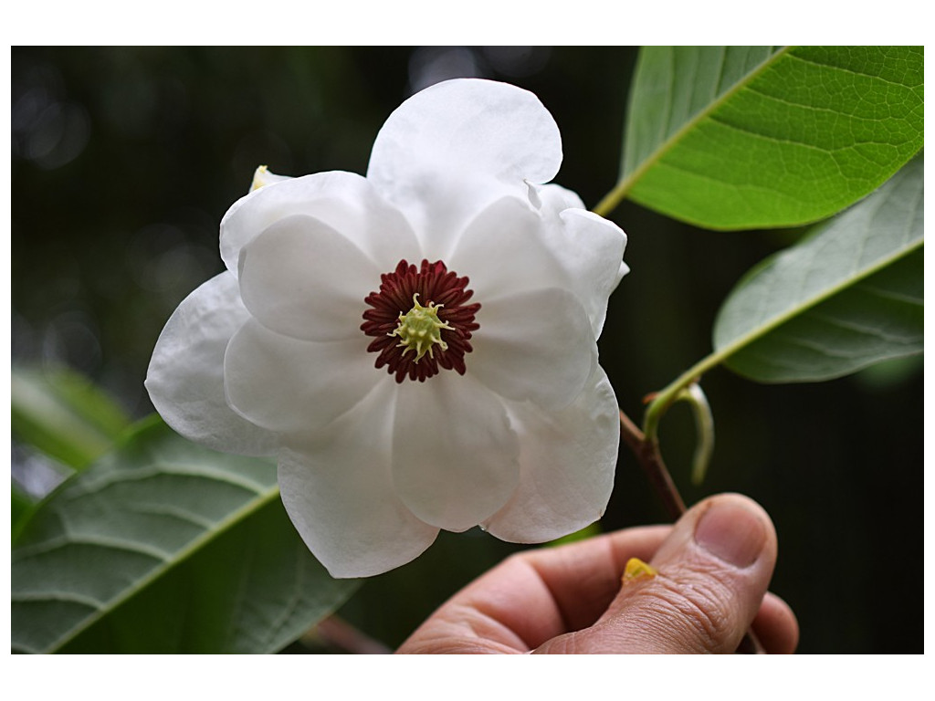 MAGNOLIA WILSONII MAGNOLIA WILSONII