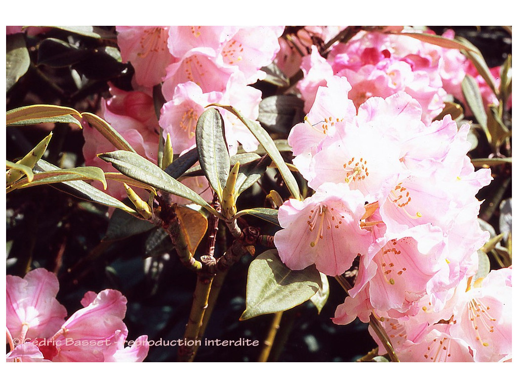 RHODODENDRON INSIGNE