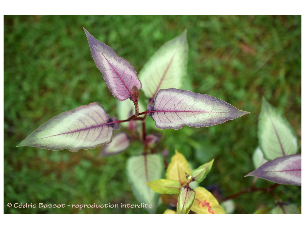 PERSICARIA MICROCEPHALA 'SILVER DRAGON'