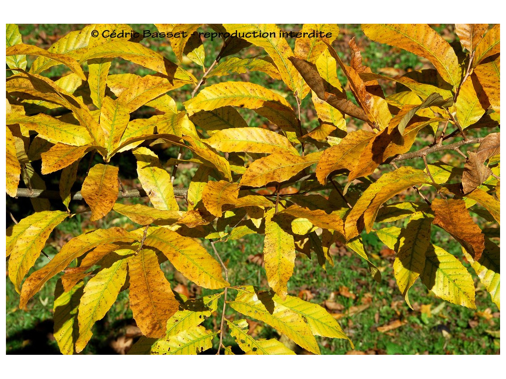 QUERCUS ACUTISSIMA