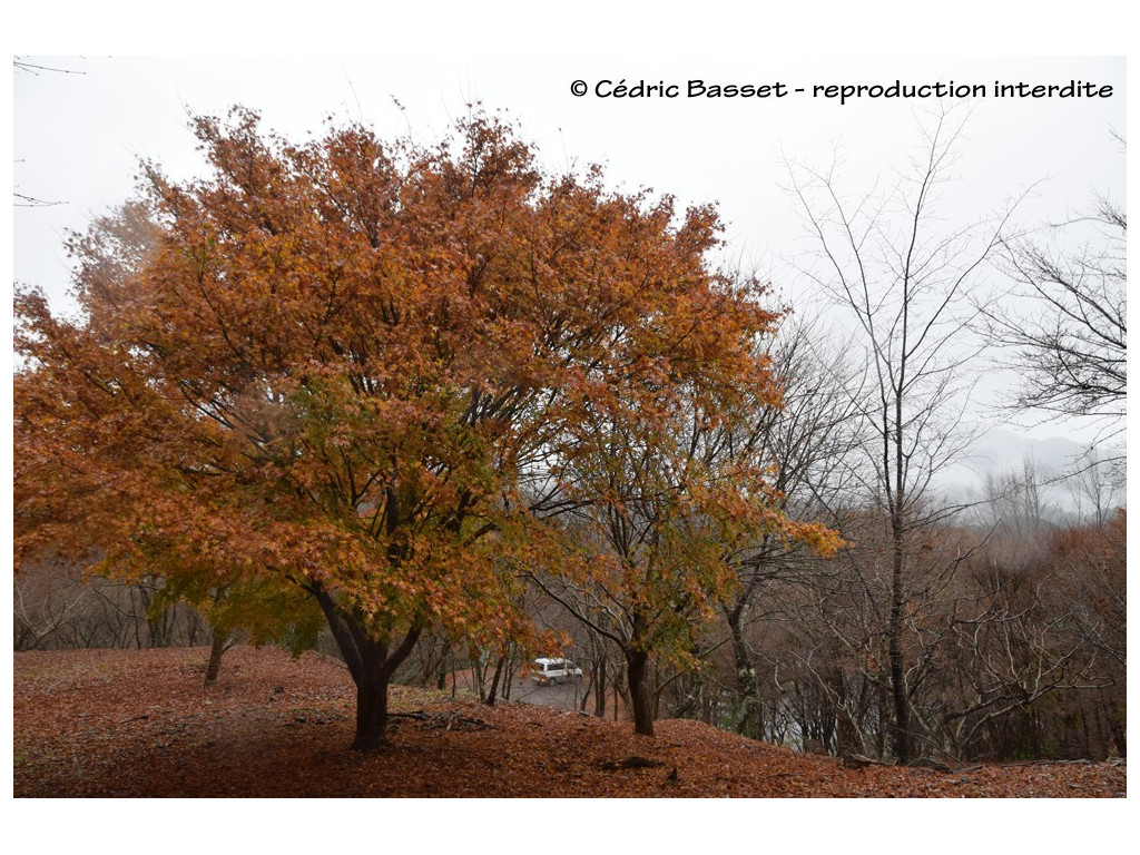 ACER PALMATUM CMBJP1896, l'érable du Japon ACER PALMATUM CMBJP1896, l'érable du Japon