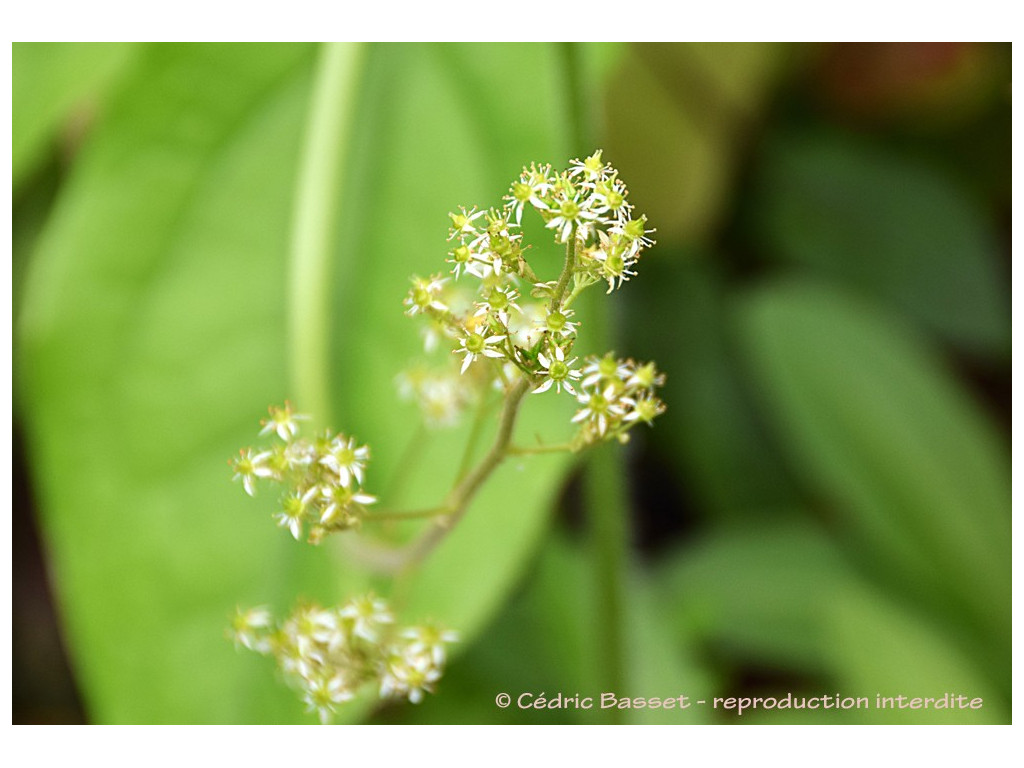 SAXIFRAGA PENSYLVANICA