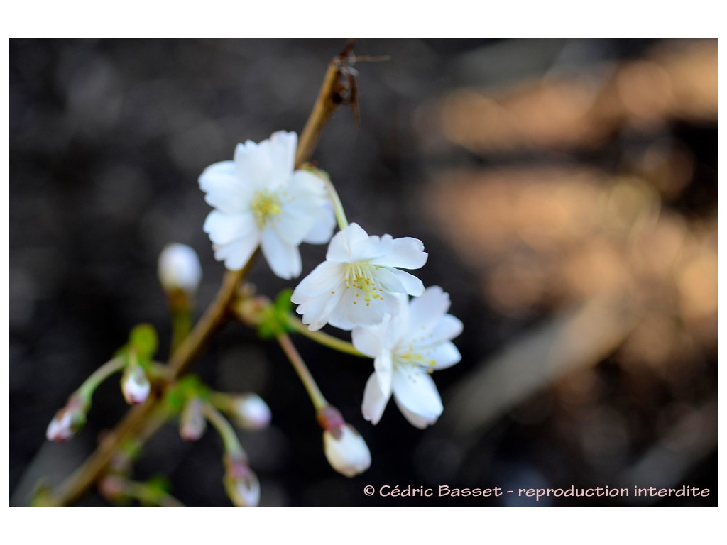 PRUNUS INCISA 'MIKINORI'