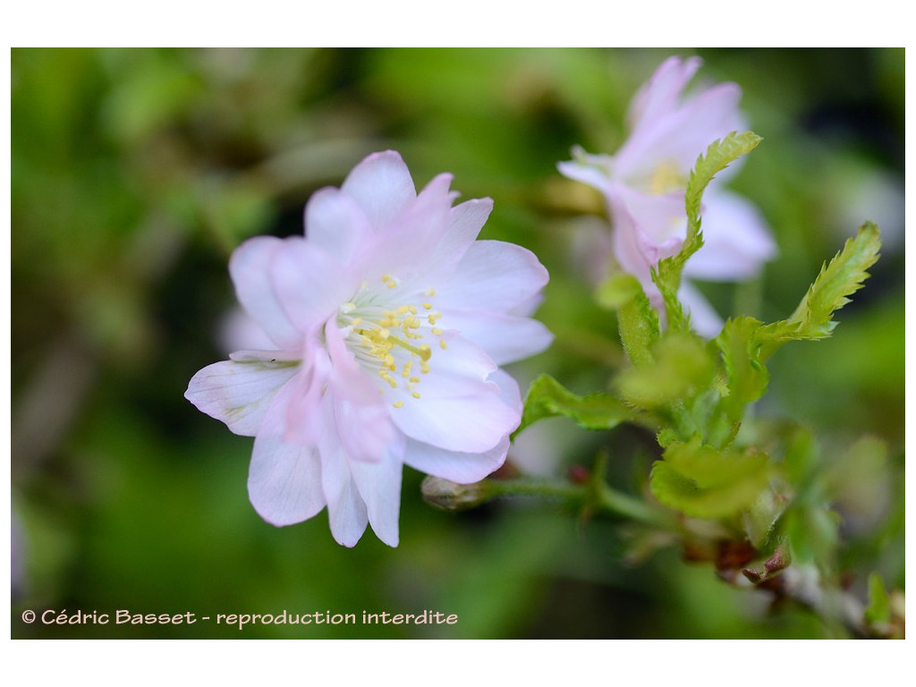 PRUNUS INCISA 'OSHIDORI'