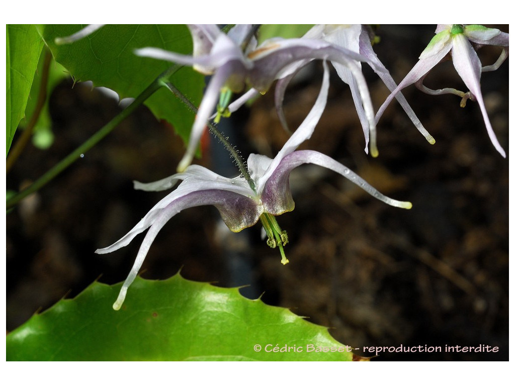 EPIMEDIUM BRACHYRRHIZUM