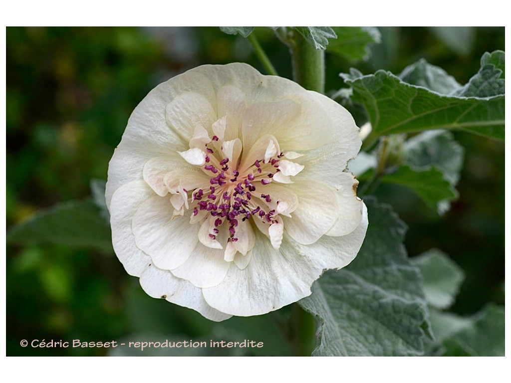 ALCEA x 'PARKALLEE'