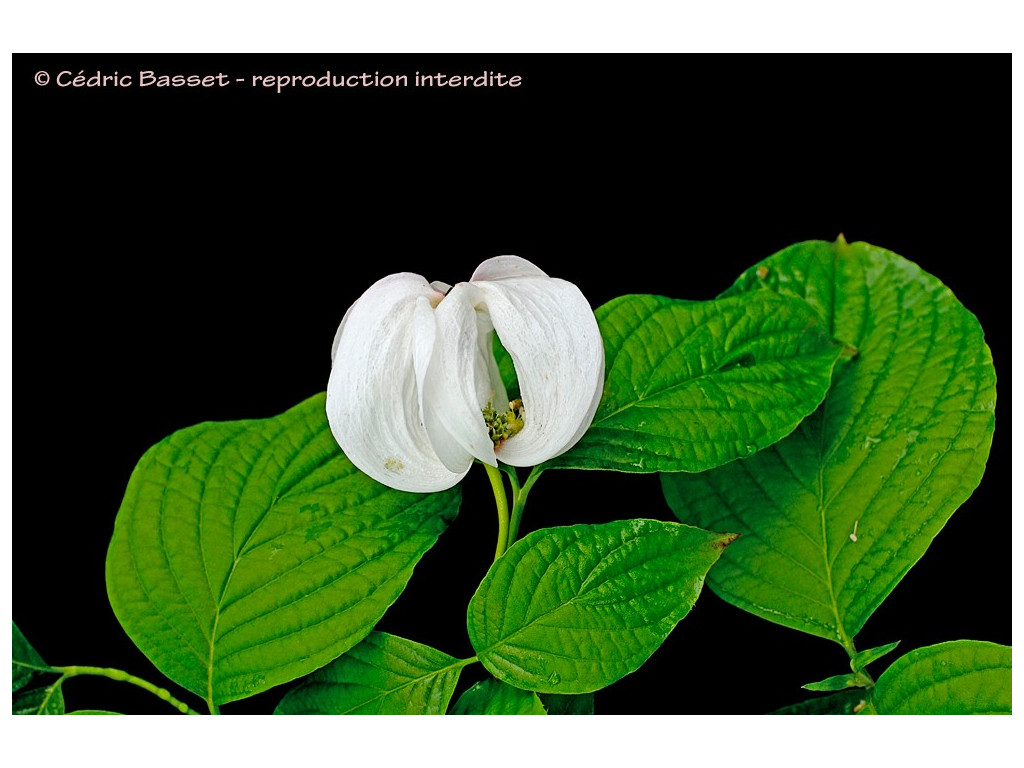 CORNUS FLORIDA 'URBINIANA'