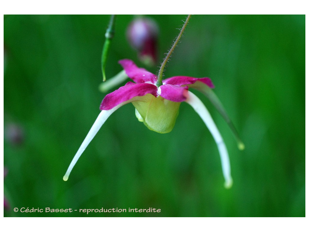 EPIMEDIUM 'YOKIHI'