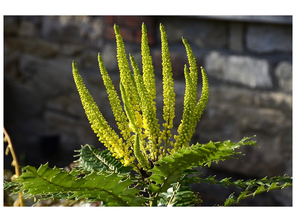 MAHONIA OIWAKENSIS