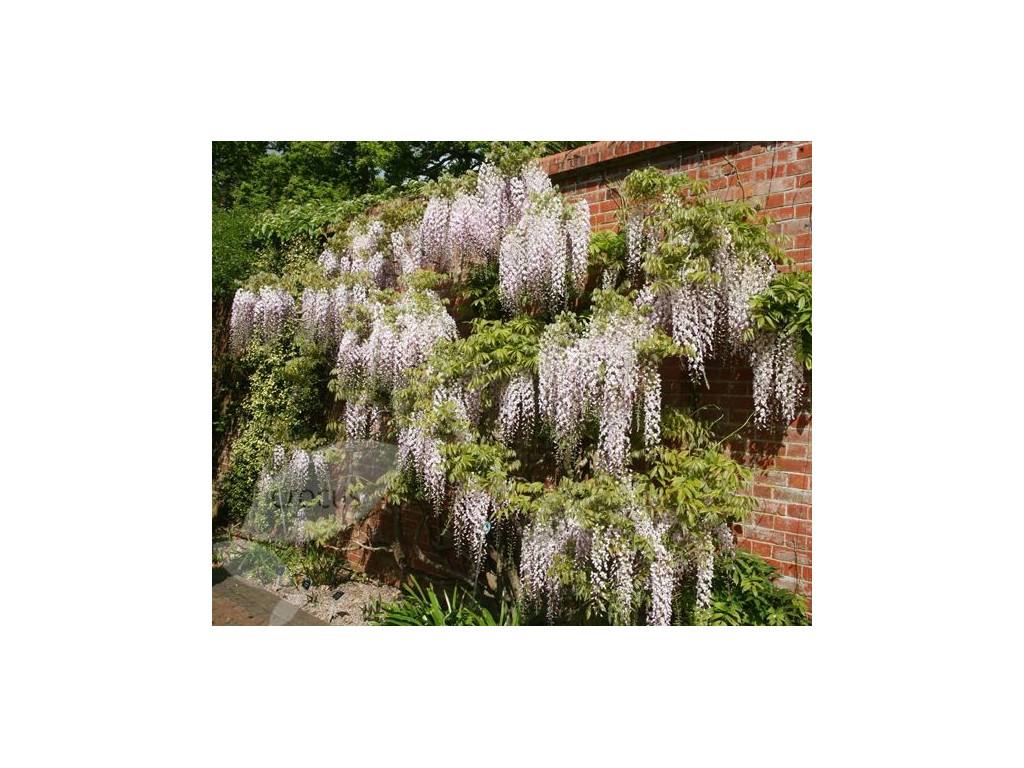 WISTERIA FLORIBUNDA 'KUCHI-BENI'