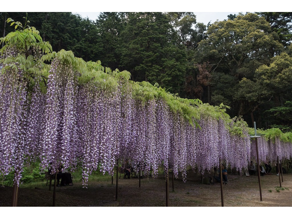 WISTERIA FLORIBUNDA 'KYUSHAKU'